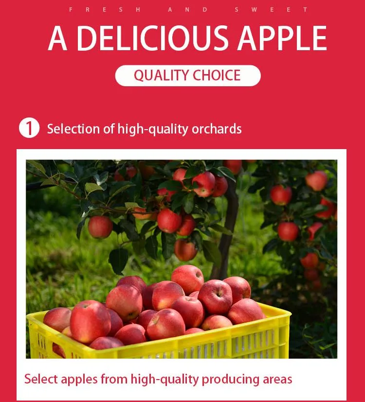 Top Quality Organic Apples Made in Italy 