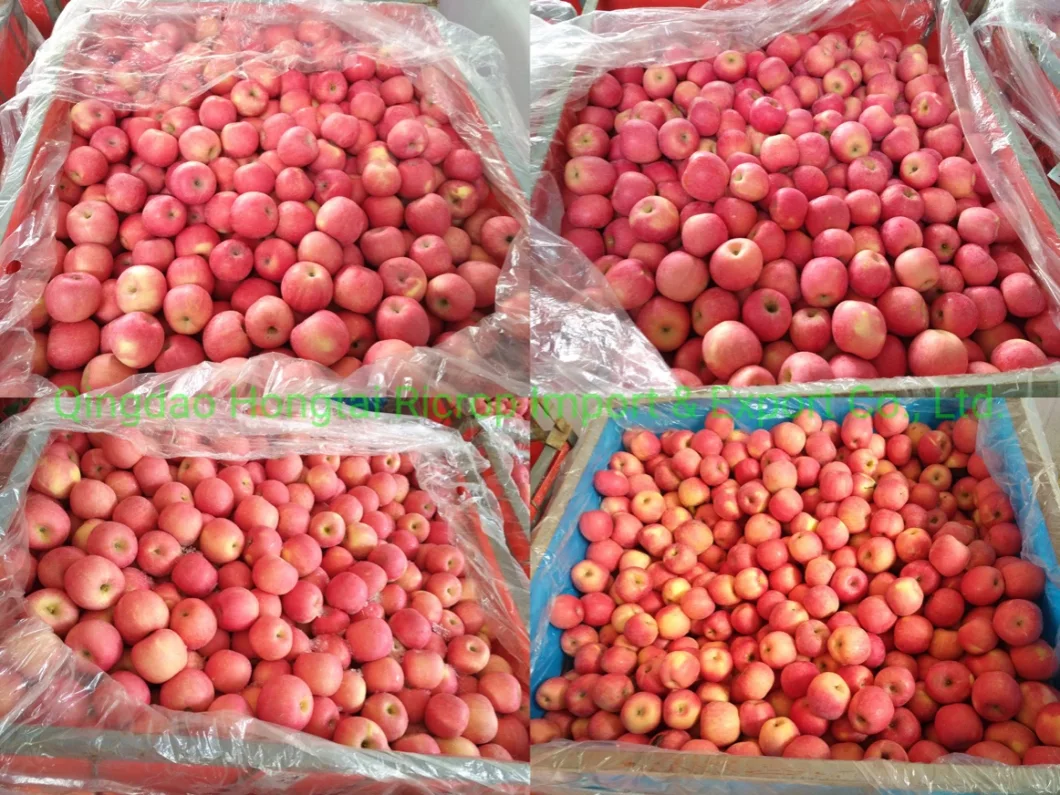 China Fresh Apple Fruit Sweet FUJI Apple with Factory Price