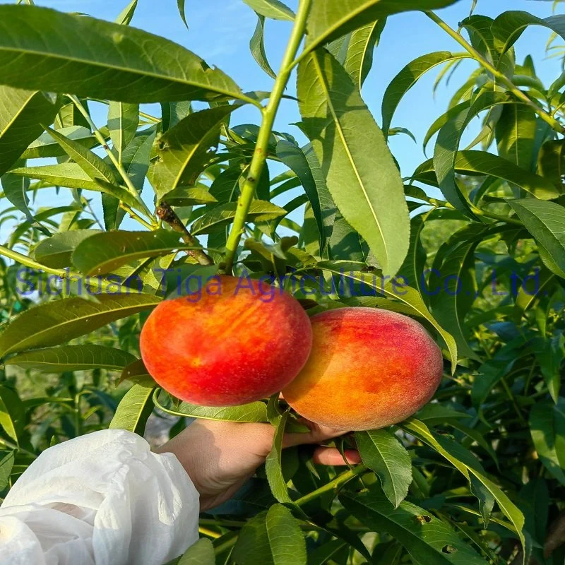 Hot Sale Delicious Fresh Sweet Donut Peach Summer Fruit