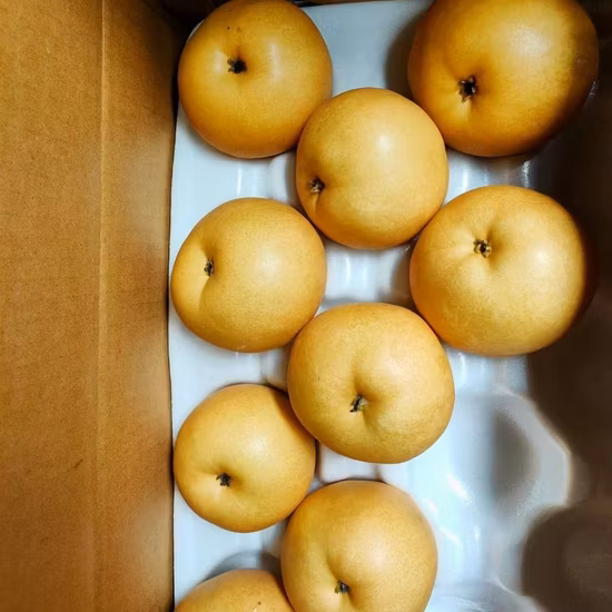 輸出用の新鮮なヤシ果実の新作