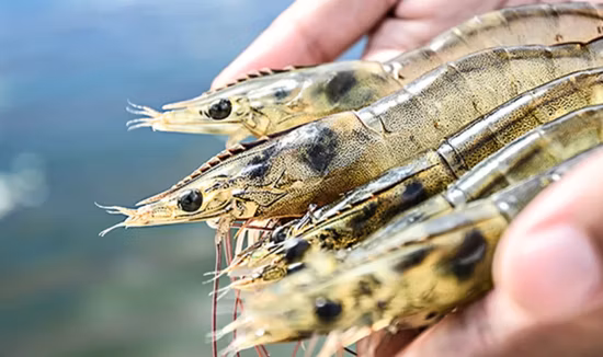 熱い販売のための枯草菌プロバイオティックパウダー